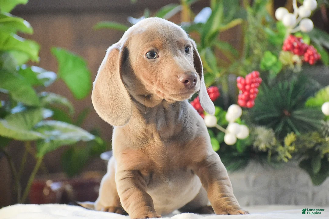 Dachshund dogs for sale: Frosty - Ad 3