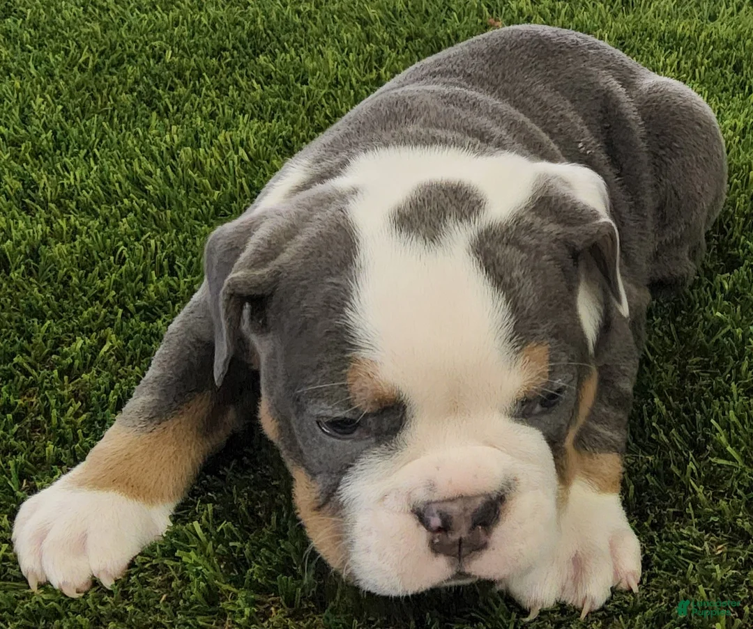 English Bulldog dogs for sale: Lila English Bulldog Puppy  - Ad 2