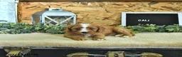 Cavapoo dogs for sale: Cali  - Ad 3