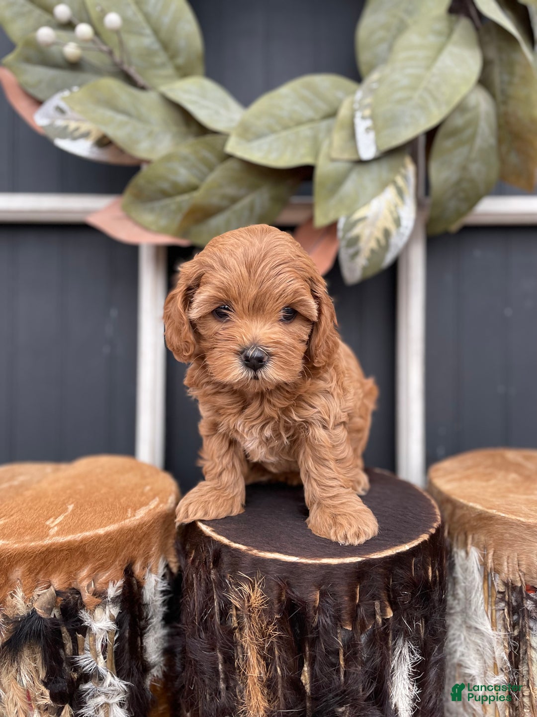 Cavapoo dogs for sale: Stella - Ad 3