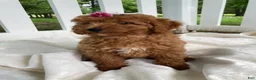 Goldendoodle dogs for sale: Cecile-Female - Ad 4