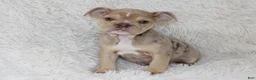 English Bulldog dogs for sale: Kacy - Ad 5