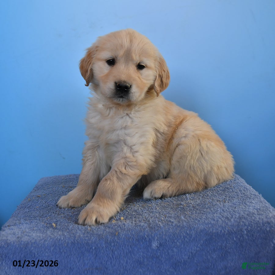 Golden Retriever dogs Orchid - Ad 10