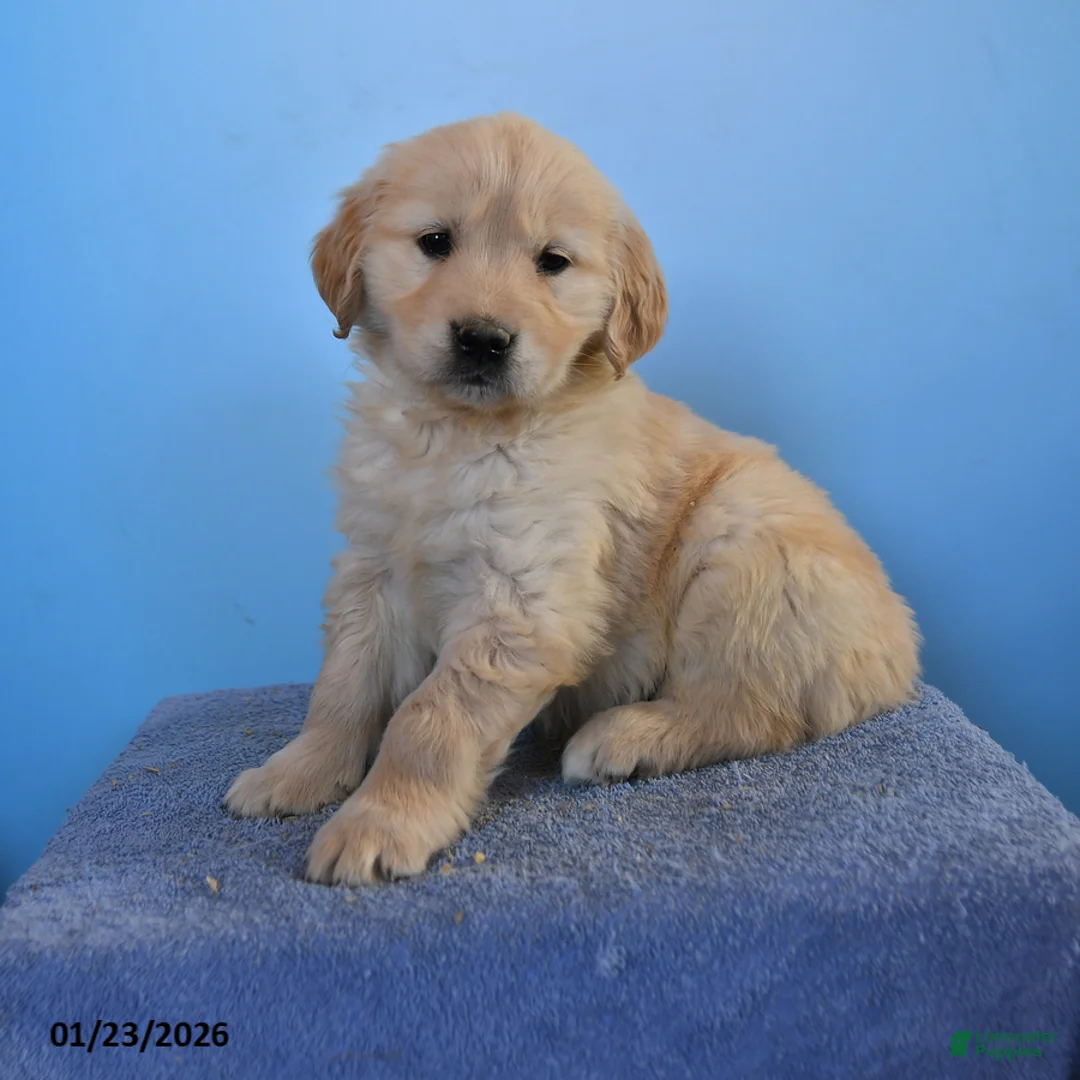 Golden Retriever dogs for sale: Orchid - Ad 1