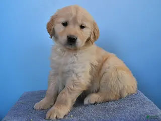 Golden Retriever dogs Orchid - Ad 10