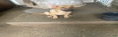 Lulu