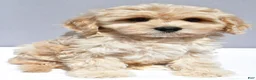 Cavapoo dogs for sale: Lonnie - Ad 3