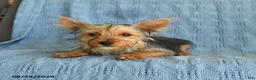 Yorkshire Terrier dogs for sale: Bailey - Ad 4