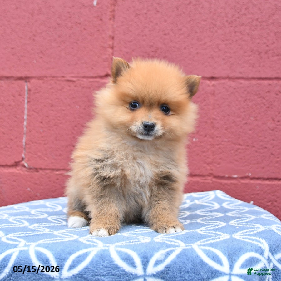 Pomeranian dogs Nugget - Ad 2