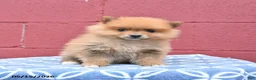 Pomeranian dogs for sale: Nugget - Ad 2
