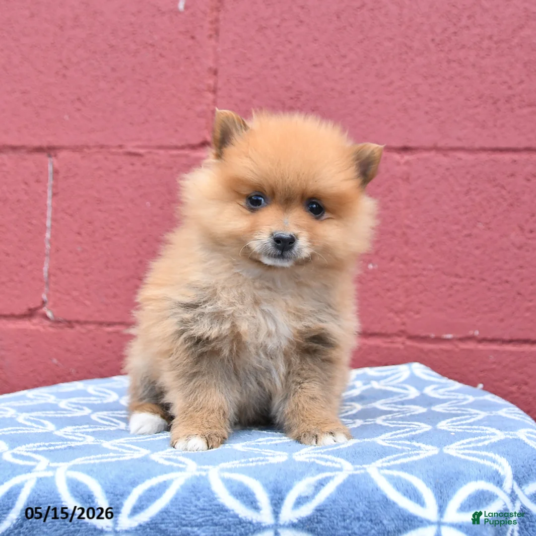 Pomeranian dogs for sale: Nugget - Ad 2