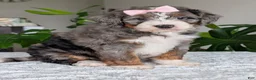 Mini Bernedoodle dogs for sale: Mini Indy - Ad 20