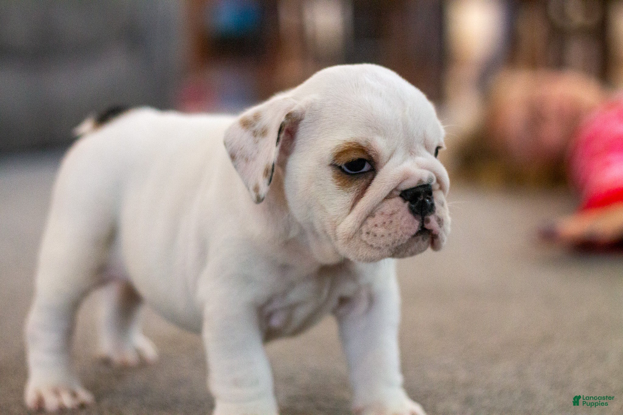 English Bulldog dogs Penelope - Ad 1