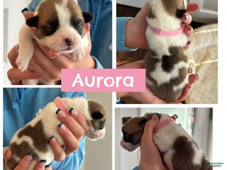 Welsh Corgi Pembroke dogs Aurora - light pink - Ad 20