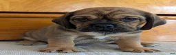 Puggle dogs for sale: Chase  - Ad 11