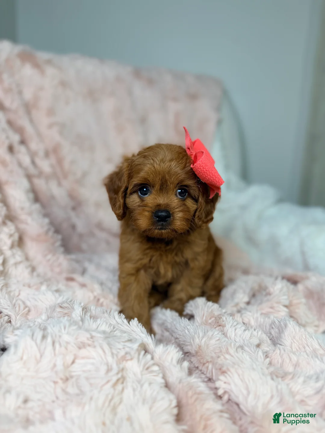 Cavapoo dogs for sale: Luna - Ad 1