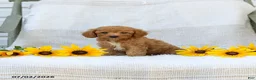 Cavapoo dogs for sale: Kraig - Ad 3