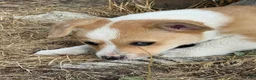 Welsh Corgi Pembroke dogs for sale: Welsh Corgi Pembroke 2 - Ad 21
