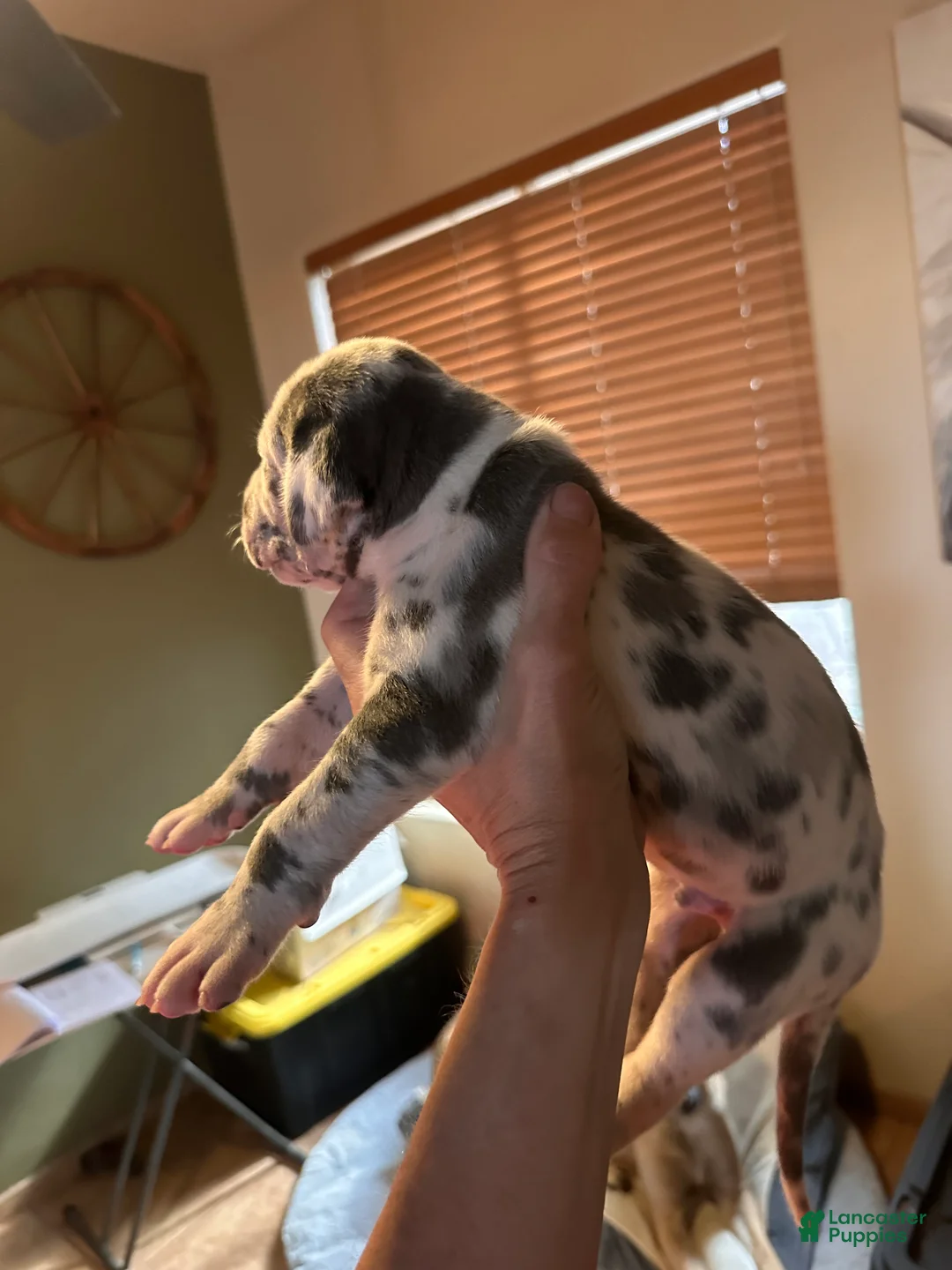 Great Dane dogs for sale: Great Dane 8 - Ad 2