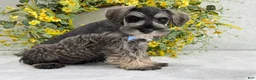 Miniature Schnauzer dogs for sale: Paisley Male 4 - Ad 4