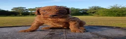 Goldendoodle dogs for sale: Ruby - Ad 6