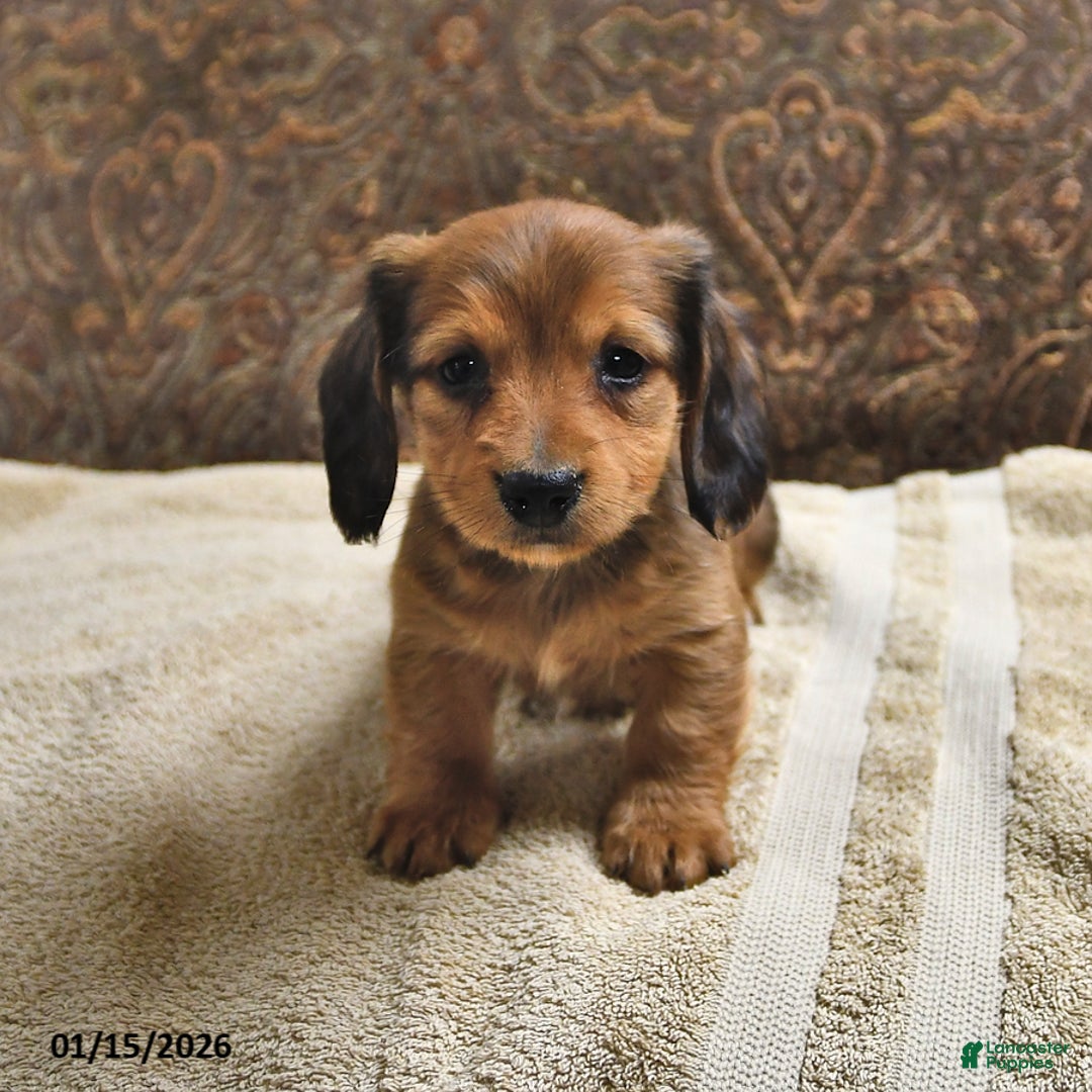 Miniature Dachshund dogs for sale: Rover - Ad 3