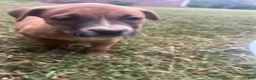 American Pit Bull Terrier dogs for sale: American Pit Bull Terrier 5 - Ad 3