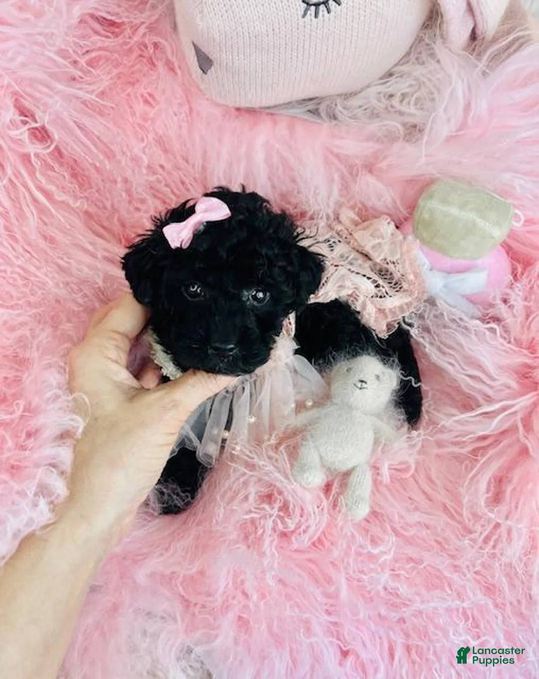 Toy Poodle dogs for sale: Toy Poodle Puppy 1 - Ad 1
