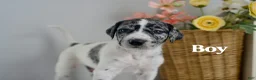 Mixed Breed dogs for sale: Draco  - Ad 1