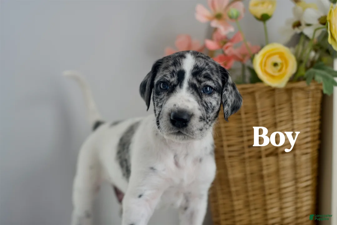 Mixed Breed dogs for sale: Draco  - Ad 1