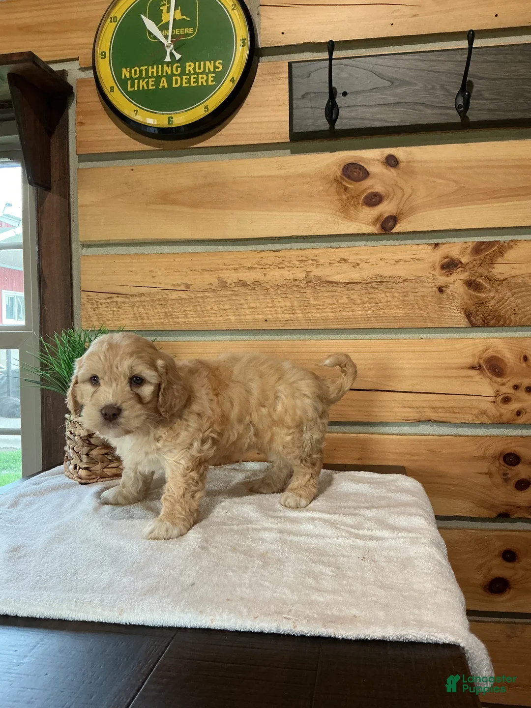 Mini Goldendoodle dogs for sale: Milo - Ad 2