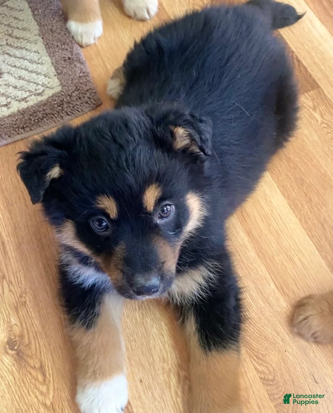 Mixed Breed dogs for sale: Missy - Ad 2