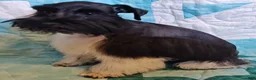 Miniature Schnauzer dogs for sale: Bubba - Ad 6