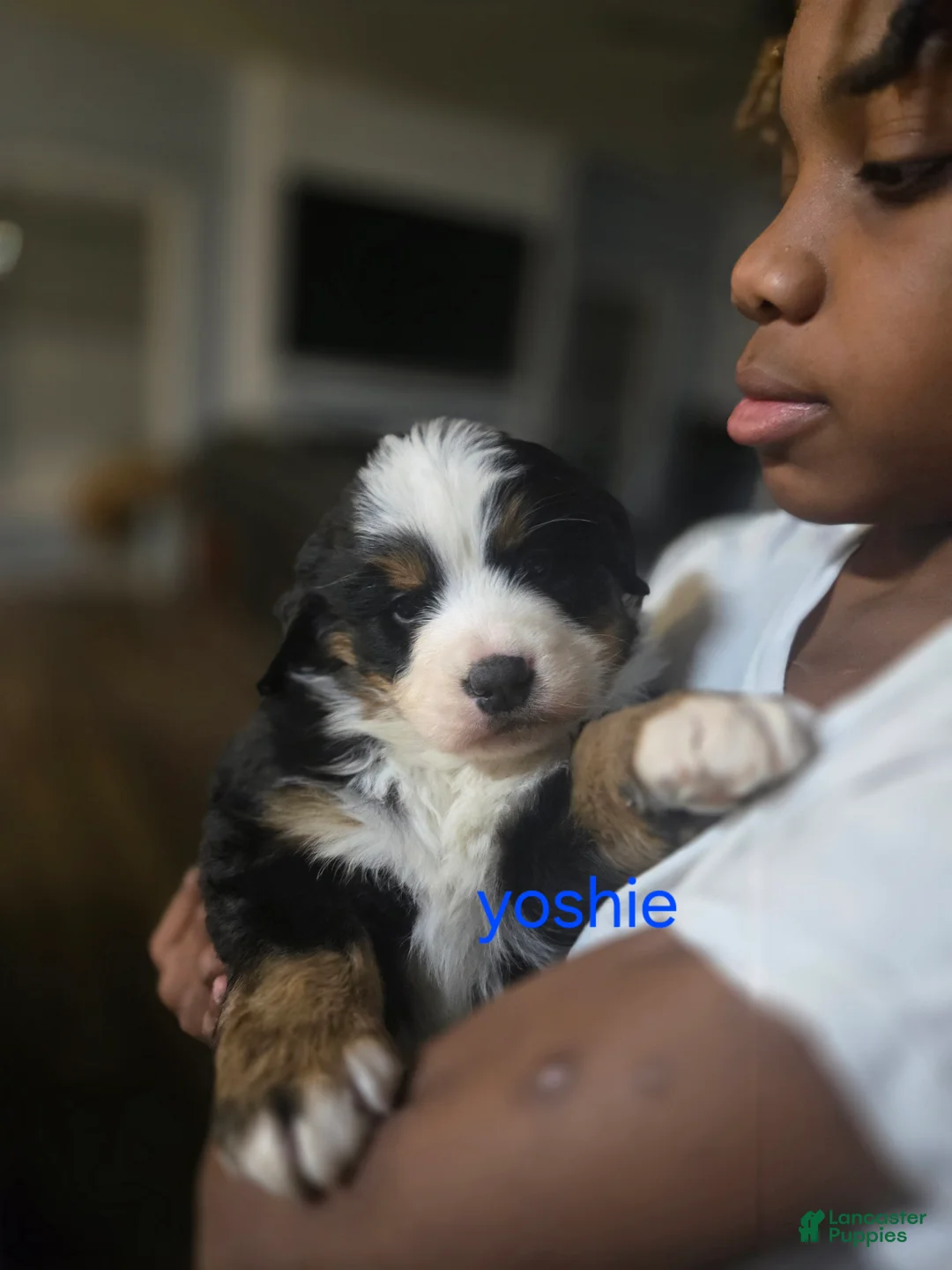 Bernese Mountain Dog dogs for sale: Yoshie  - Ad 3