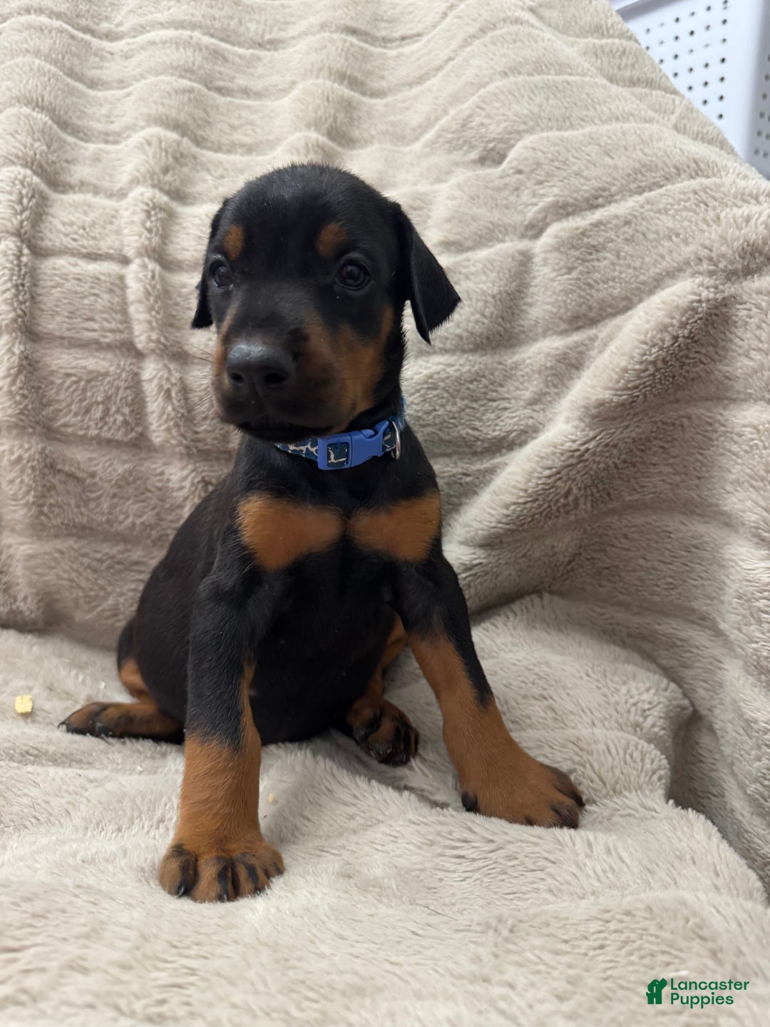 Doberman Pinscher Puppy for sale in Ellenville Lancaster Puppies