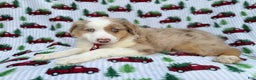 Miniature Australian Shepherd dogs for sale: Onyx - Ad 1
