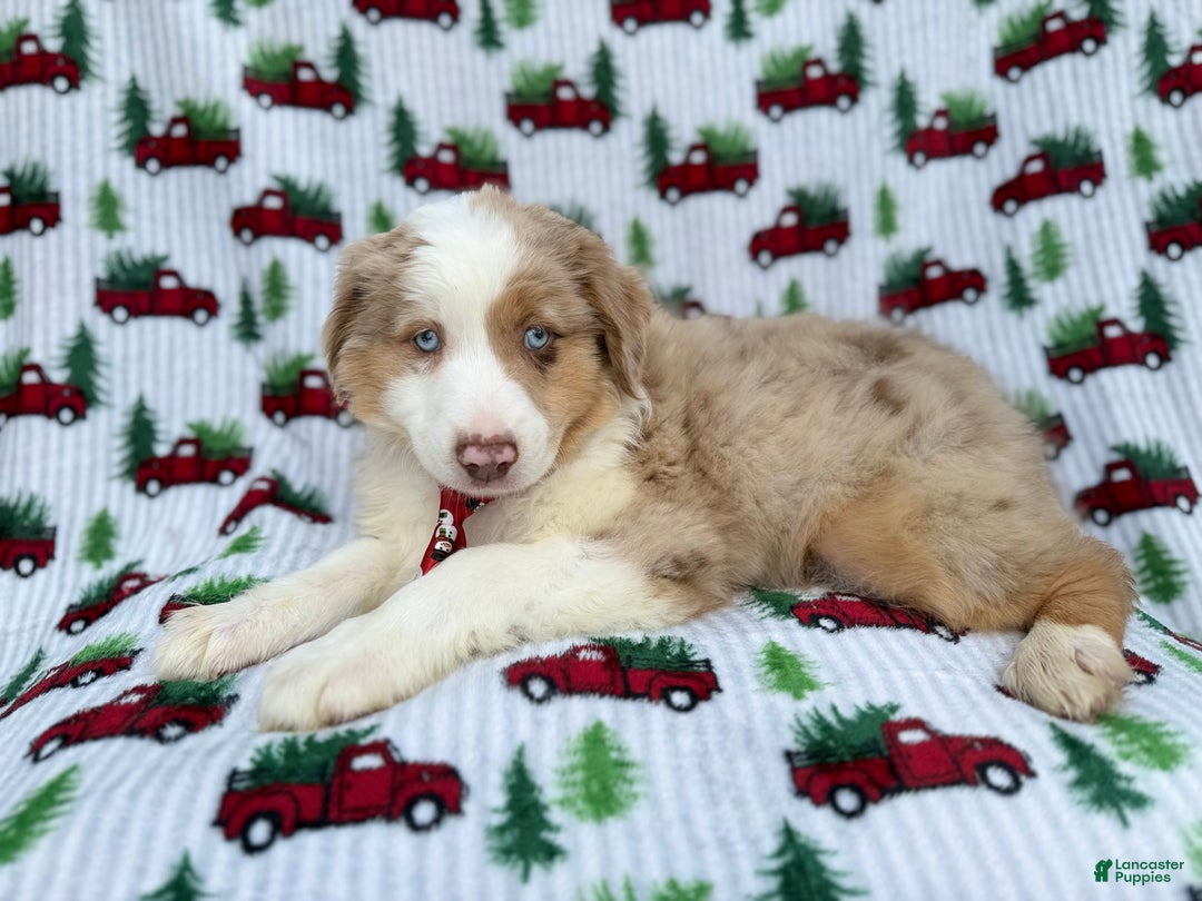 Miniature Australian Shepherd dogs for sale: Onyx - Ad 1