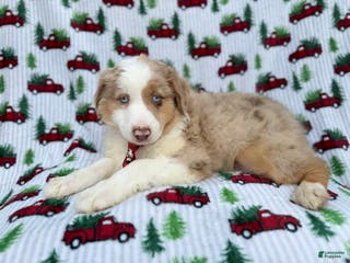 Miniature Australian Shepherd dogs Onyx - Ad 5