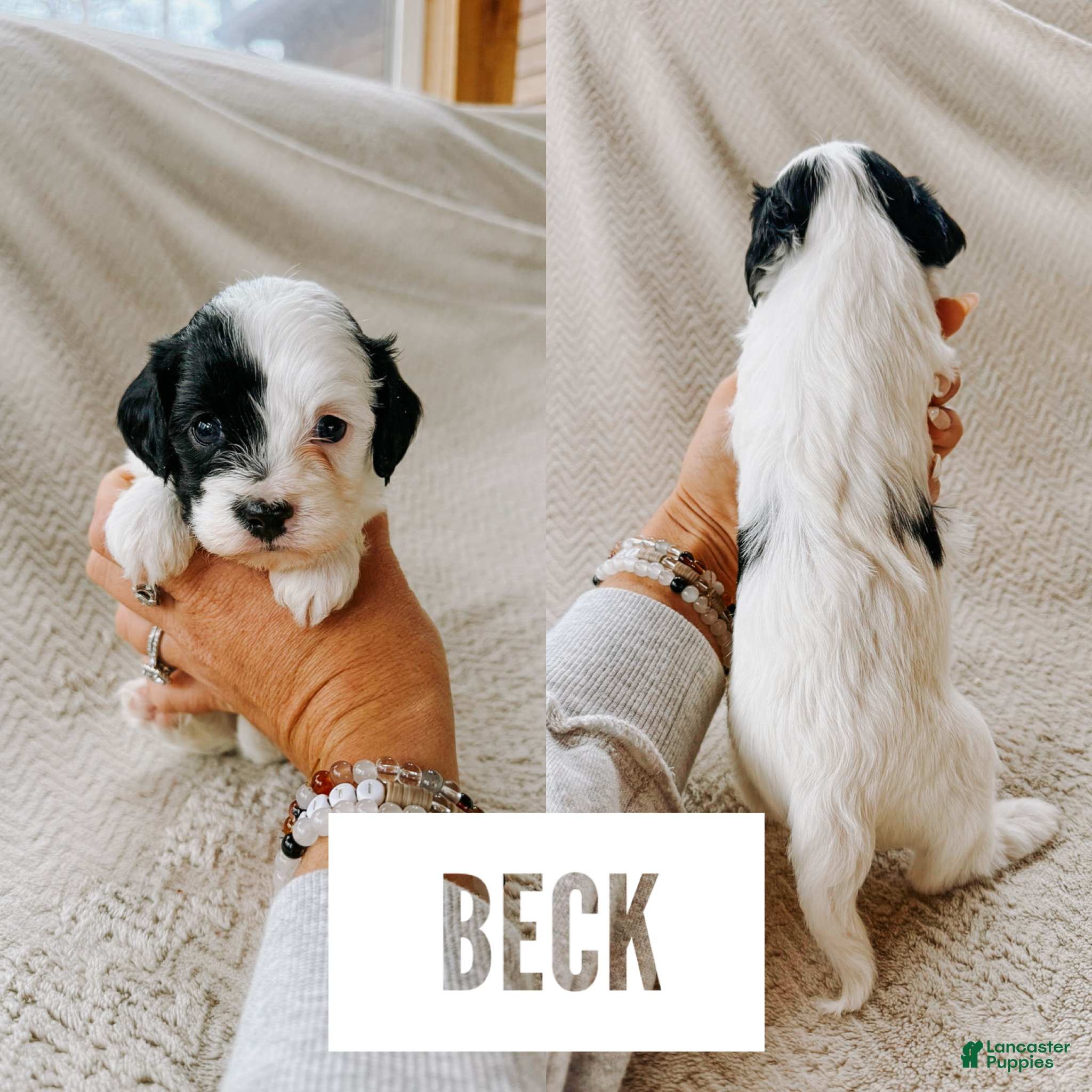 Cavapoo dogs Beck - Ad 6