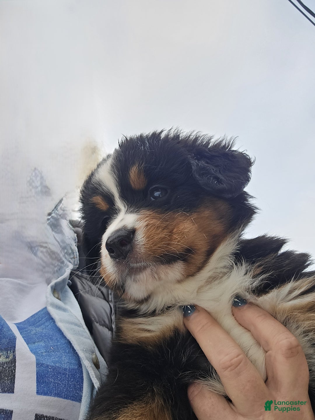 Bernese Mountain Dog dogs for sale: Green - Ad 5