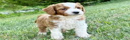 Mini Goldendoodle dogs for sale: Wallen - Ad 4