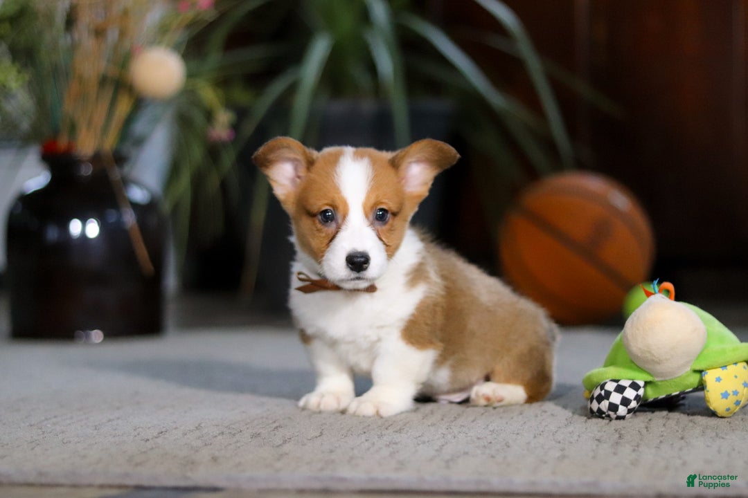 Welsh Corgi Pembroke dogs for sale: Herman - Ad 1