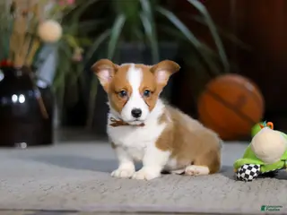 Welsh Corgi Pembroke dogs Herman - Ad 17