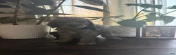 Labradoodle dogs for sale: Kehlani  - Ad 4