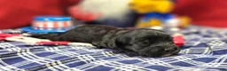 Cavapoo dogs for sale: Cash - Ad 1