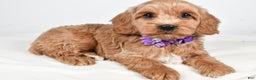 Cockapoo dogs for sale: Cookie - Ad 1