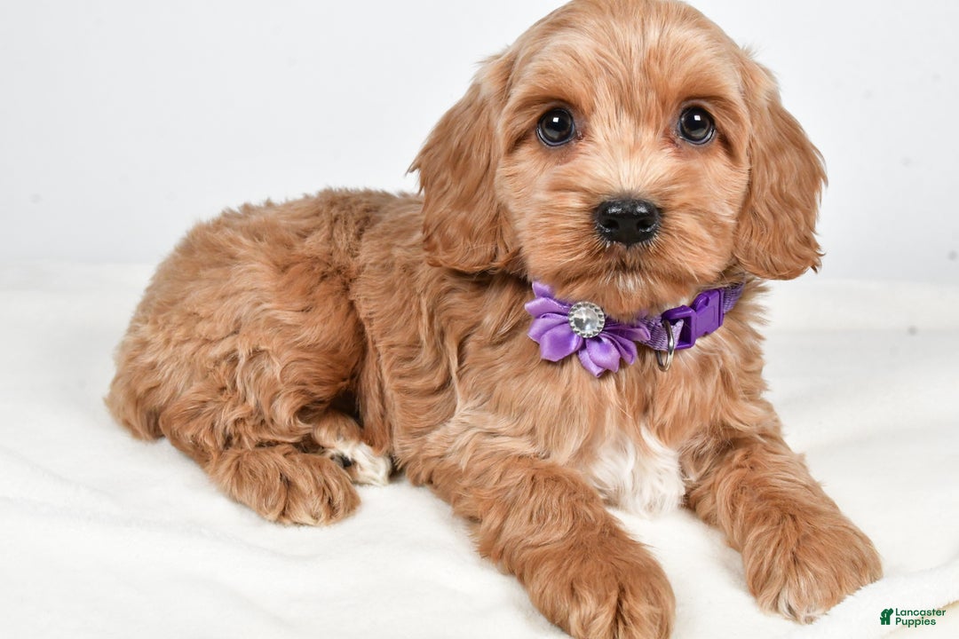 Cockapoo dogs for sale: Cookie - Ad 1