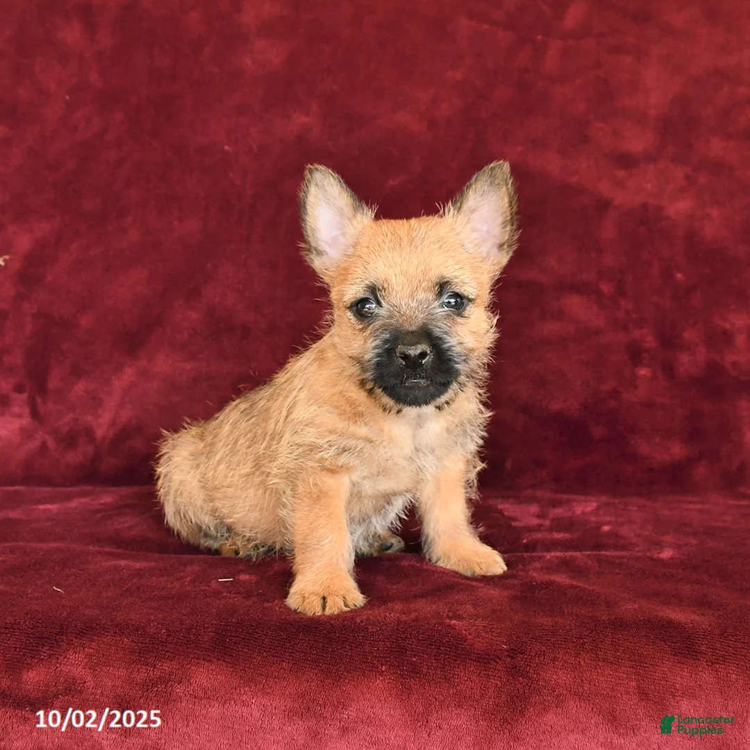 Cairn Terrier dogs for sale: Scooter - Ad 2