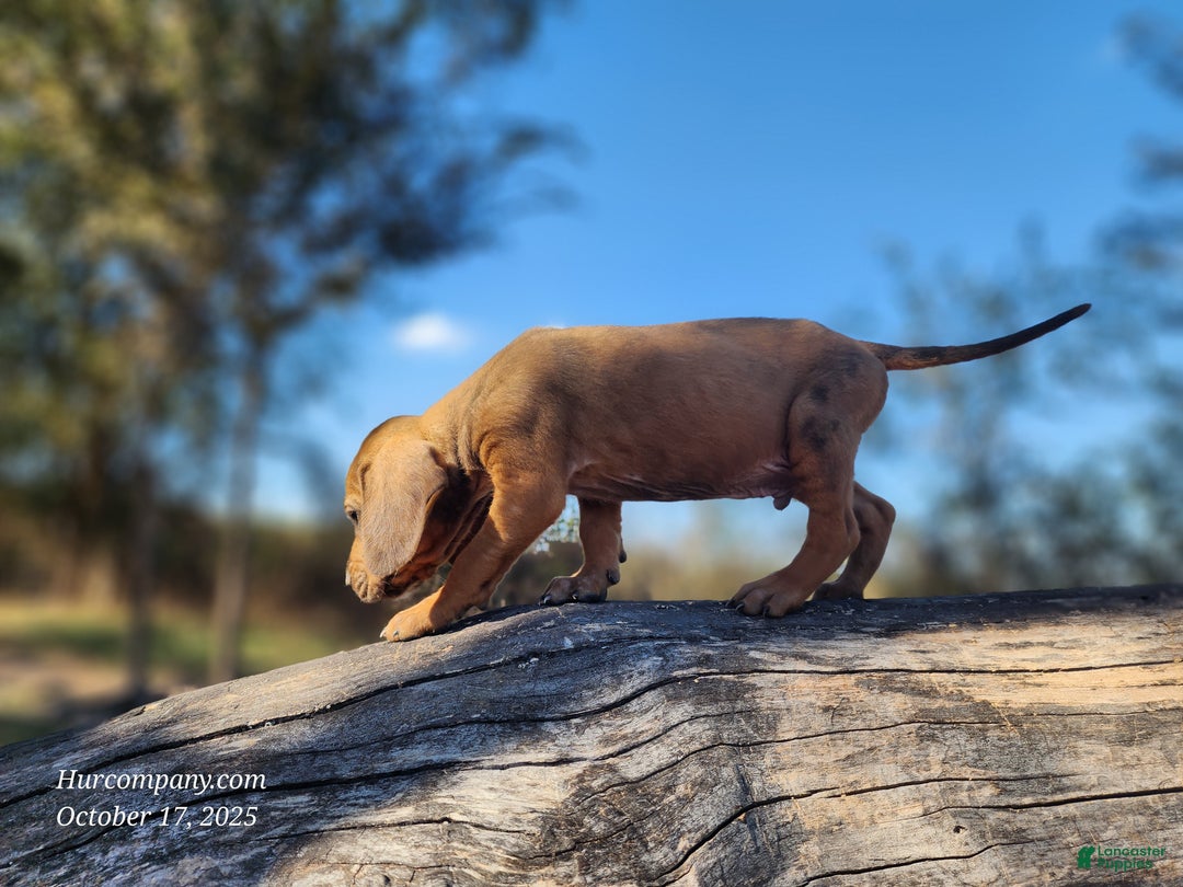 Mixed Breed dogs for sale: Fall 2025 Bloodahoula Male 2 - Ad 8