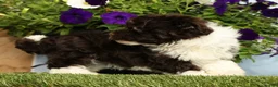Havanese dogs for sale: Knox - Ad 5